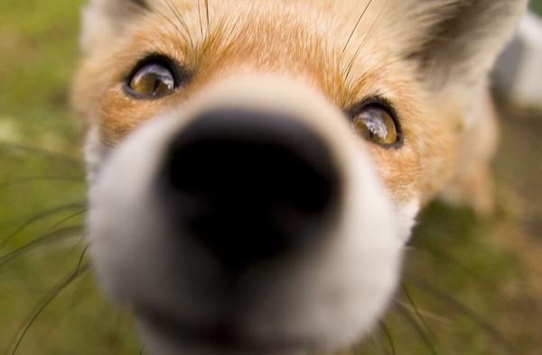 a fox
